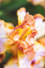 Fototapeta na wymiar Iris aux couleurs vives