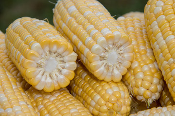 Closeup Corn On The Cob in Summer Sunshine