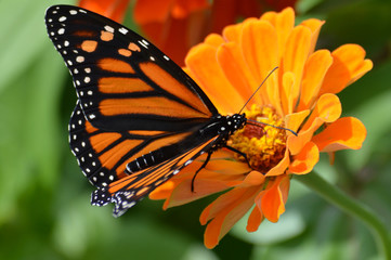 Obraz premium Monarch butterfly on a flower