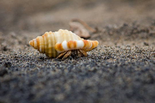 Low angle image of a Hermit crab on the beach