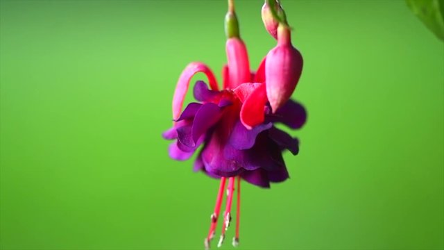 Fuchsia flowers blooming in a garden. Beautiful pink with violet color Slow motion 4K UHD video 3840x2160