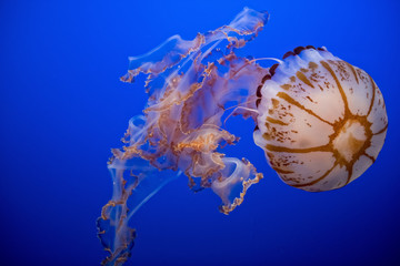 Naklejka premium Purple Striped Jellyfish, Monterey Bay Aquarium
