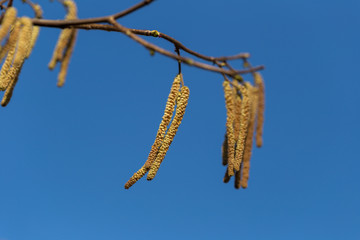 The long feathery male catkins against a clear blue sky