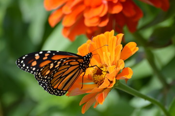 Monarch butterfly on a flower