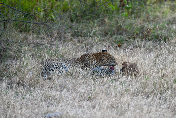 Leopard im Moremi Reserve