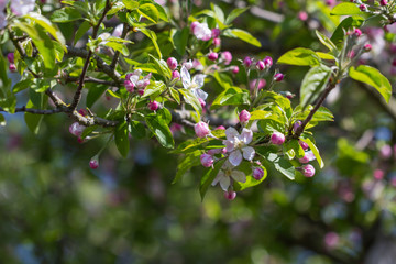 Apple Blossom