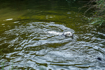 Perro dalmata nadando en un lago