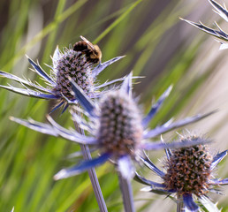 bee on a flower 