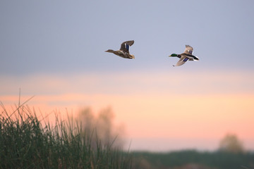 Fototapeta na wymiar Ducks flying above grass at sunset