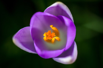 Blooming Striped Pickwick Crocus flowers