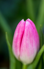 Close up of a single pink tulip