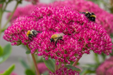 Bees pollinating a sedum plant