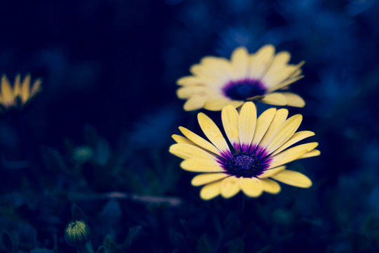 Close up of yellow Osteopermum flowers blooming outdoors