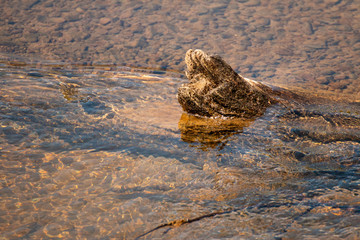 drift wood in the water 