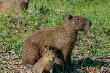Capybaras in the Pantanal region of Brazil
