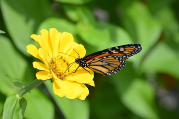 Monarch butterfly on a flower