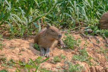 Capybaras in the Pantanal region of Brazil