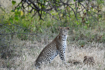 Leopard im Moremi Reserve