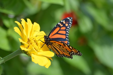 Monarch butterfly on a flower