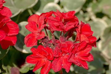red flower in summer