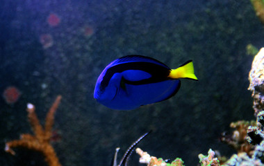Blue Hippo Tang - Paracanthurus hepatus
