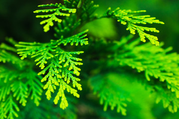 evergreen, bright, patterned tui leaves in autumn