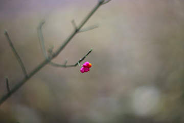 Glorious Antigonon pink flower