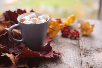 Autumn cocoa with marshmellows