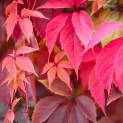 Red autumn ivy