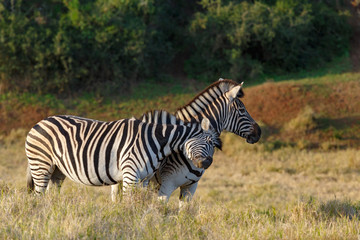 Fototapeta na wymiar Zebra rubbing his head against his partner