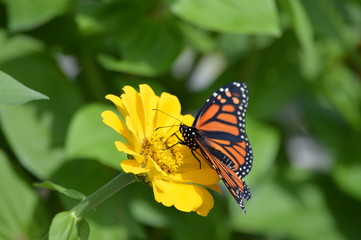 Monarch butterfly on a flower