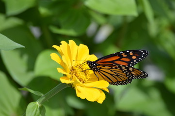 Monarch butterfly on a flower