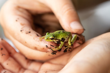 little tree frog