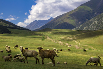 sheep grazing in the alpine meadows in the mountains