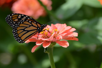 Monarch butterfly on a flower