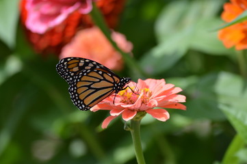 Obraz premium Monarch butterfly on a flower