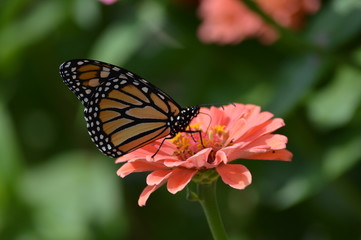 Fototapeta na wymiar Monarch butterfly on a flower