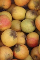 Pomme jaunes
