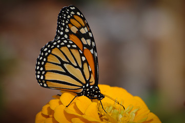 Obraz na płótnie Canvas Monarch butterfly on a flower