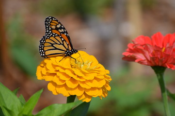 Monarch butterfly on a flower
