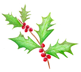 Watercolor holly with berries