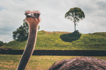 ostrich bird head and neck front portrait in the park