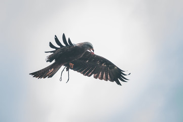 Golden Eagle in flight. With meat in the beak