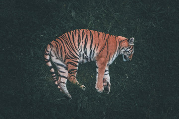 Bengal tiger sleeping in forest