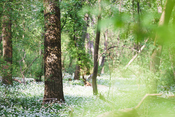 Obraz premium Spring Forest