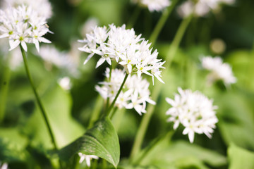 Wild Garlic in Spring