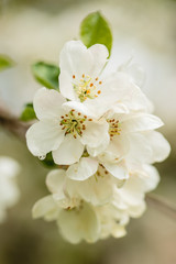 apple blossom 
