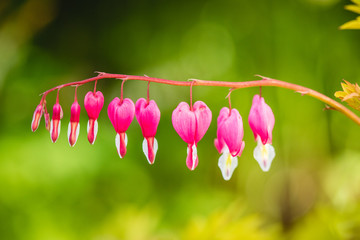 bleeding hearts 