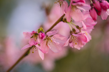 cherry blossom 