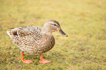 female duck 